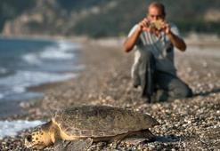 Antalya'da deniz kaplumbağalarında rekor artış: 458 bin 714 yavru denize ulaştı