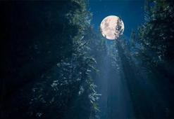 Uydumuz sadece gelgitlere neden olmakla kalmıyor! İşte Ay ışığında tuhaf davranan 5 hayvan