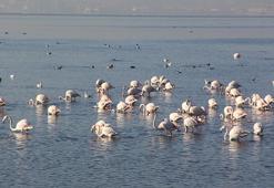 İzmit Körfezi yüzlerce flamingoya ev sahipliği yapıyor