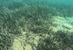 Denizin akciğerleri ‘deniz çayırları’ yok olma tehlikesi ile karşı karşıya
