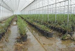 Antalya'da su basan yerlerde temizlik ve tahliye çalışması: Muz seralarında çürüme tehlikesi