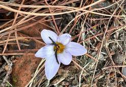 Bu çiçeği koparan yanıyor! Cezası 387 bin TL