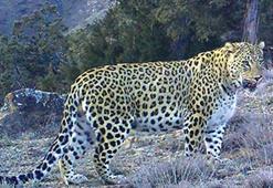 Ülke genelinde 10 tane Anadolu Parsı olduğu tespit edildi!