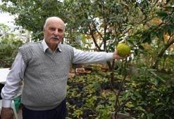 Samsun'da emekli öğretmen bahçesinde 50 ülkeyi bir araya getirdi: 200 çeşit meyve yetiştiriyor