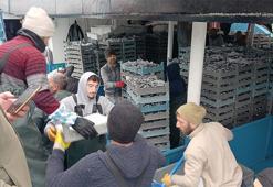 Karadeniz'den hamsi fışkırdı! Fiyatlar dibi gördü