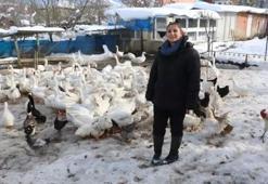 Ebru Öğretmen köye yerleşerek kaz sürüsüne sahip oldu