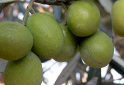 Zeytinyağı üretiminin yüzde 20'sinin karşılandığı Mersin'de hasat zamanı! Verim arttı, fiyatlar düştü