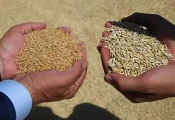 TMO, 90 gün vadeli arpa ve yulaf satışı yapacak