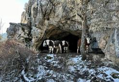 Antalya'da ineklerinin ahırı belediye tarafından yıkıldı, ineklerine mağarada bakmaya başladı