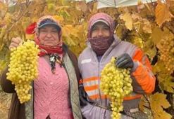 Türkiye'nin üzüm deposu Manisa'da kış aylarına rağmen üzüm hasadı devam ediyor: Üreticinin yüzü gülüyor