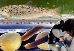 Erzurum'da mutant Karadeniz alabalığı ürettiler! Yüzde 82 daha hızlı büyüyorlar