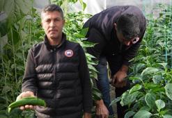 Türkiye'nin en acı biberi doğal yollarla zayıflamanın sırrı! Metabolizmayı hızlandırıyor, faydaları saymakla bitmez