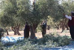 Kahramanmaraş'ta zeytin hasadı başladı! 24 bin 700 ton zeytin rekoltesi bekleniyor