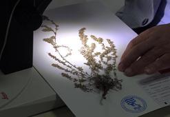 Türkiye'de yeni bir bitki türü keşfedildi! 'İlaç ve kozmetik sanayisi için önemli bir veri'