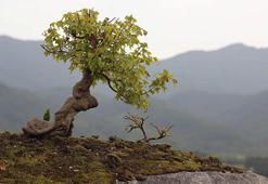 Yılda sadece bir milimetre büyüyor! Saksısı 600 bin lira