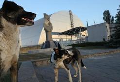Çernobil'deki köpekler neden hızlı evrim geçiriyor?
