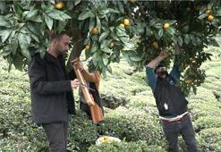 Rize'de kemençe eşliğinde mandalina hasadı