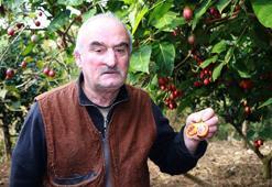 Güney Amerikalı ‘Tamarillo' Rize'de ‘Ağaç domatesi' olarak nam saldı