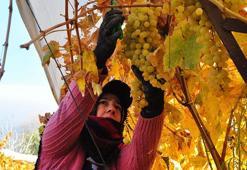 Aralık ayında üzüm hasadı! Ağustos'ta 25'di şimdi 60 liradan satışta, üreticinin yüzü gülüyor