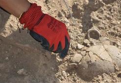 İzmir'de bulundu, tam 8 bin 500 yıllık! 'Farklı türlere ait'