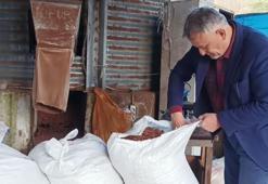 Giresun'da odun yerine kullanılıyor! Fiyat iyice düştü