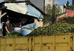 Rize'de kış geldi çay sezonu bitmedi! Mevsim değişikliği nedeniyle çayda 4. sürgün başladı, üreticiler memnun