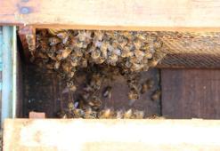 Kışın erken gelmesi arıcıların yüzünü güldürdü! Arılar 5 yıl sonra ilk defa kış uykusuna yattı