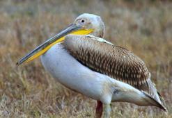 301 çeşit kuş türüne ev sahipliği yapan Sultan Sazlığında kuraklık alarmı! bölgedeki doğal denge bozuluyor