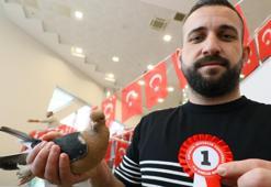 Araba değerindeki güvercinler Antalya’da kıyasıya yarıştı