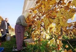Manisa'da kış ayında üzüm hasadı yapılıyor!
