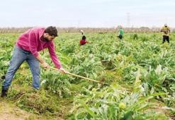 Suriyeli işçi çıkmazı! Tarım sektörü endişeli, inşaatçı ve tekstilciler rahat