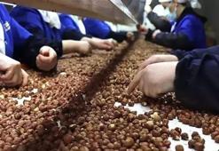 11 ayda fındık ihracatından 2,3 milyar doların üzerinde gelir elde edildi