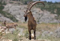 Tunceli'de yaban keçisi avlayan milletvekili dahil 4 kişiye 700 bin lira ceza kesildi.