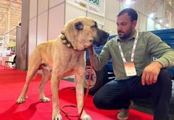Şanlıurfa'nın simgesi olmaya aday: Çobanların vazgeçilmezi Guregh köpekleri uluslararası arenada