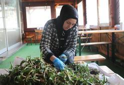 Doğadan toplanması yasak! Kilosu altın değerinde, talep patlaması yaşıyor