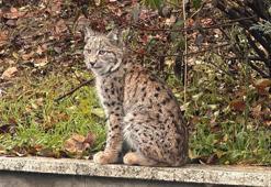 Tokat'ta üniversite kampüsünde vaşak görüntülendi!