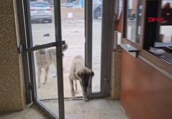 Ardahan'da üşüyen ve acıkan köpeklere esnafın sıcak kapısı her zaman açık