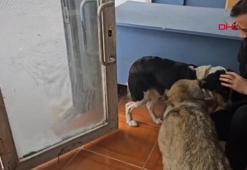 Ardahan'da acıkan ve üşüyen köpekler iş yerlerinin kapısını çalıyor!