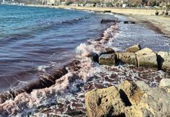 Marmara'da alarm! Kızıl yosun akıntısı kıyılara vurdu