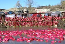 Binlerce kişinin umut kapısı! Hasat dönemi başladı