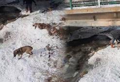 Dondurucu soğukların görüldüğü Bayburt'ta köpek kurtarma operasyonu! Buz tutan nehre girdi