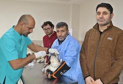 Diyarbakır'da Yabani Hayvan Merkezi binlerce yabani hayvana yeni bir hayat verdi