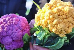 Samsun'da hasat başladı, talep yağıyor! Turuncu 75 günde mor 85 günde yetişiyor