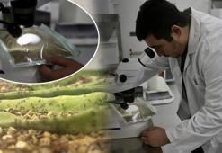 Laboratuvarda üretilen avcı böcekler biyolojik mücadelede etkin rol oynayacak! Fethiye'de tarımın geleceğini değiştirecek yerli proje!