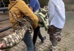 Polis Çerkez Cengiz'in villasına operasyon düzenledi! Nil timsahı ve anakonda yılanı ele geçirildi