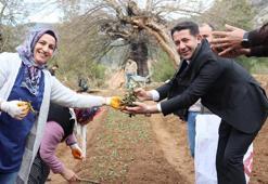 Feke'de sahlep fidanları toprakla buluştu! İlçenin katma değerini artıracak