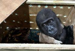 İstanbul Havalimanı'nda nesli tükenmekte olan goril yavrusu yakalandı
