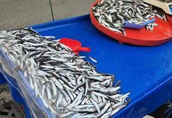 Tekirdağ'da hamsi 150 lira, istavrit 100 lira