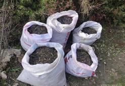 Ayvalık'ta 'yeşil altın' bekçileri hırsızlara geçit vermiyor