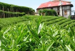 Çayın başkentinde 4. sürgün hasat şaşkınlığı: 'İklim krizinin çaya olumlu etkisi oldu'